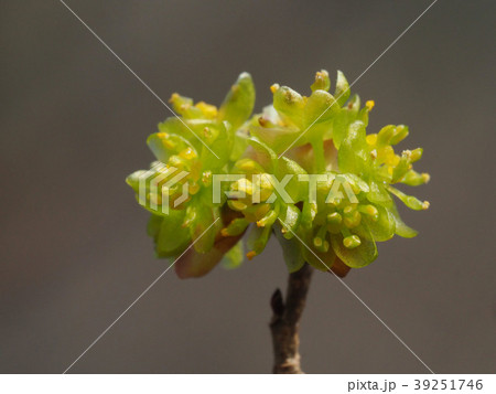 ダンコウバイ ダンコウバイ 39251746