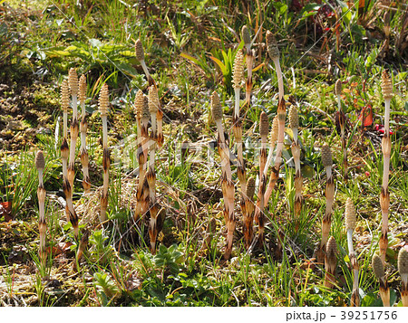 ツクシ ツクシ 39251756