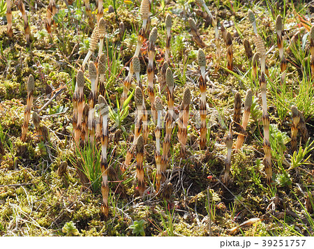 ツクシ ツクシ 39251757