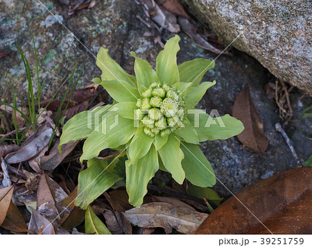 ふきのとう ふきのとう 39251759