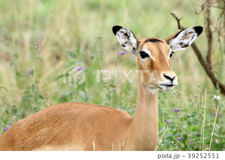 セレンゲティ国立公園 セレンゲティ国立公園 39252551
