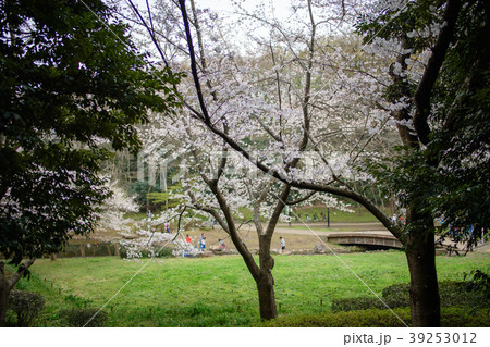 花島公園の桜 39253012
