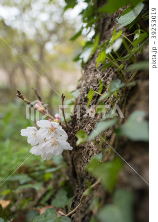 花島公園の桜 花島公園の桜 39253019