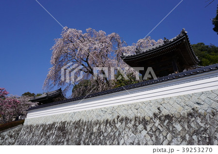 津山市城東にある「千光寺」:満開の枝垂れ桜 津山市城東にある「千光寺」:満開の枝垂れ桜 39253270