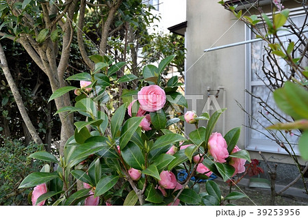 八重ツバキ 39253956