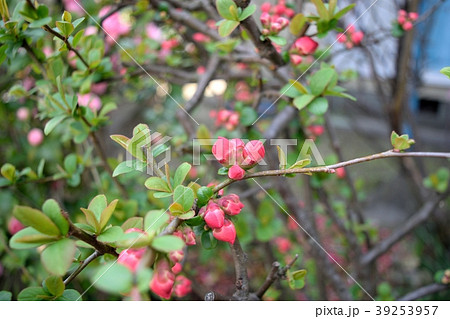 ボケのつぼみ 39253957