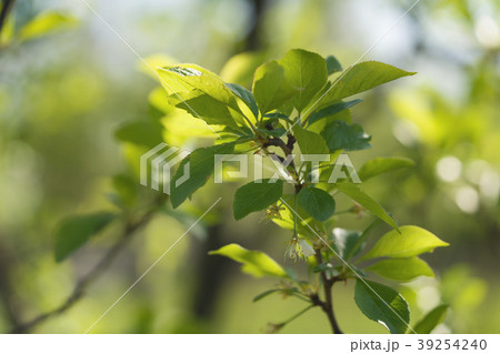 green cherry leaves on a summer day green cherry leaves on a summer day 39254240