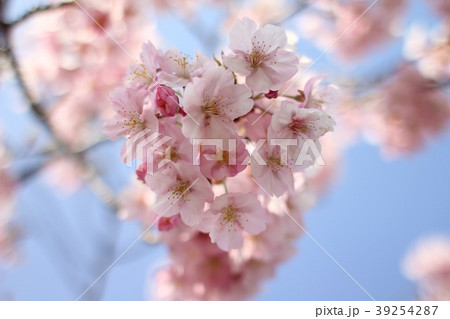河津桜 39254287