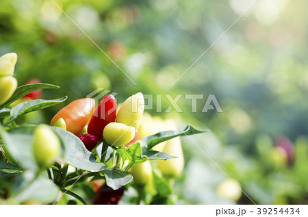 Peppers in the garden 39254434