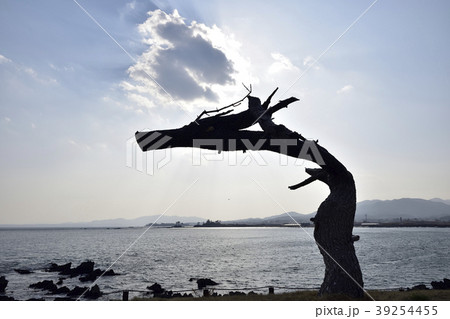 岩井崎　竜の松 39254455