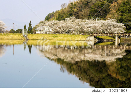 立岡自然公園　桜の公園 39254603