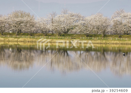 立岡自然公園　桜の公園 39254609