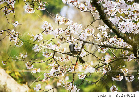 立岡自然公園　桜の公園 39254611