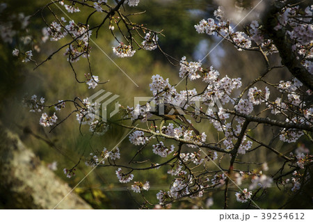 立岡自然公園　桜の公園 39254612