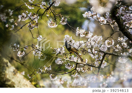 立岡自然公園　桜の公園 39254613