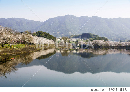 立岡自然公園　桜の公園 39254618