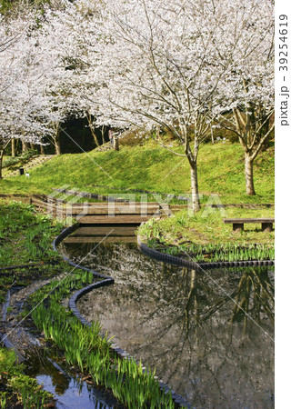 立岡自然公園 桜の公園 立岡自然公園 桜の公園 39254619