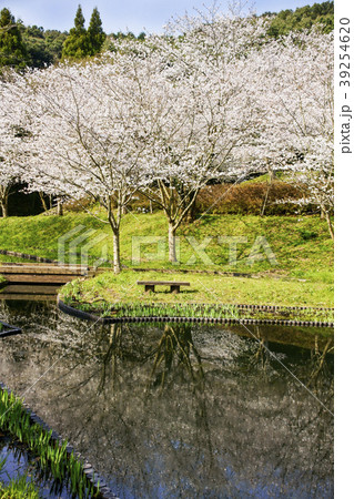 立岡自然公園　桜の公園 39254620