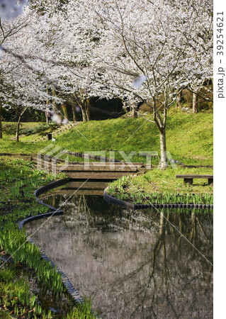 立岡自然公園　桜の公園 39254621