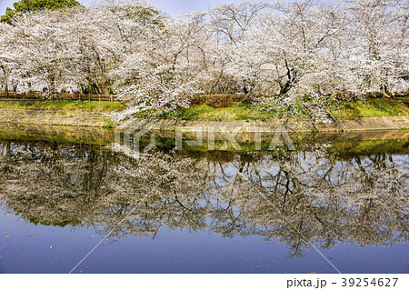 立岡自然公園 桜の公園の写真素材
