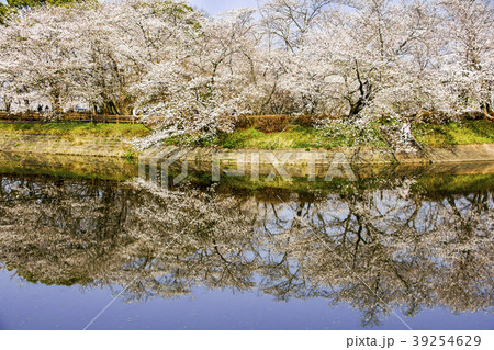 立岡自然公園 桜の公園 立岡自然公園 桜の公園 39254629