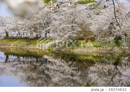 立岡自然公園　桜の公園 39254632