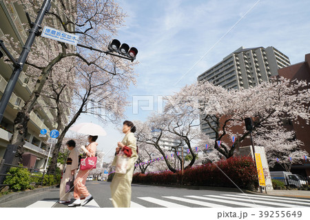 日本の東京都市景観　播磨坂のサクラ 39255649