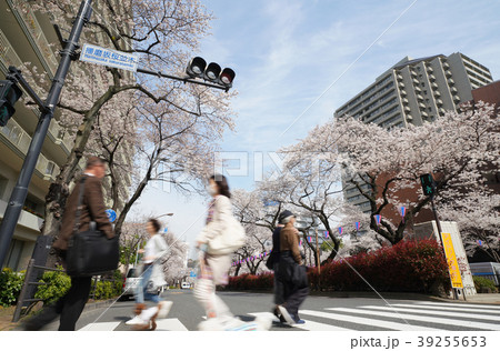 日本の東京都市景観　播磨坂のサクラ 39255653