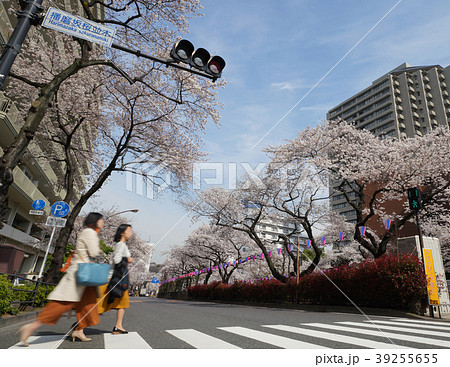 日本の東京都市景観 播磨坂のサクラ 日本の東京都市景観 播磨坂のサクラ 39255655