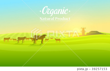 Rural landscape and cows. Farm Agriculture. Vector Rural landscape and cows. Farm Agriculture. Vector 39257153