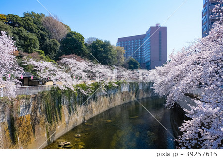 文京区 神田川桜並木 文京区 神田川桜並木 39257615