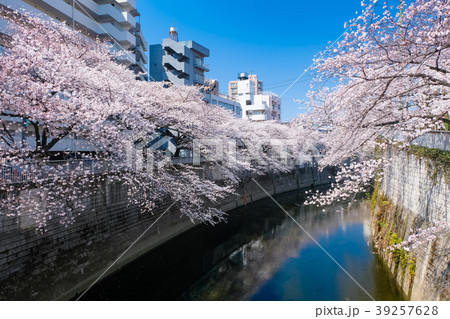 文京区 神田川桜並木の写真素材