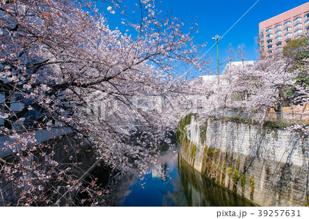 文京区 神田川桜並木 39257631