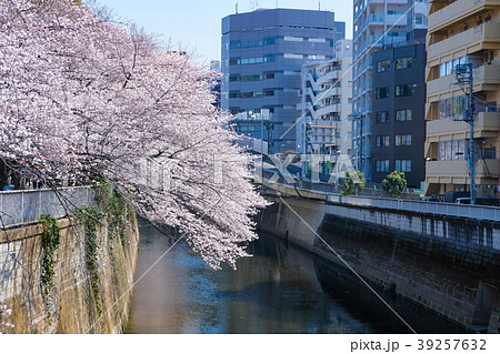 文京区 神田川桜並木 39257632