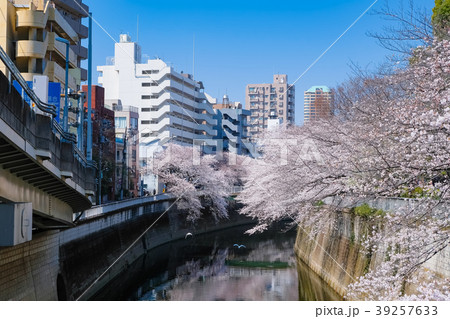 文京区 神田川桜並木 39257633