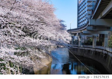 文京区 神田川桜並木 39257635