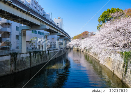 文京区 神田川桜並木 39257636