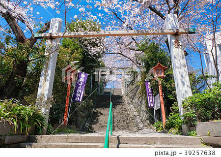 筑土八幡神社 春 39257638