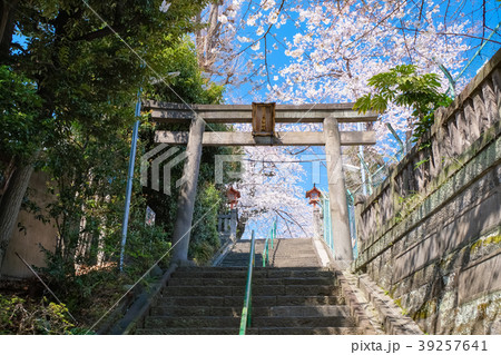 筑土八幡神社 春 39257641