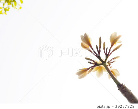 Frangipani, Plumeria, Templetree exotic flowers 39257828