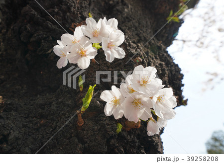 日本の風景 サクラ=東京都文京区(播磨坂桜並木) 日本の風景 サクラ=東京都文京区(播磨坂桜並木) 39258208