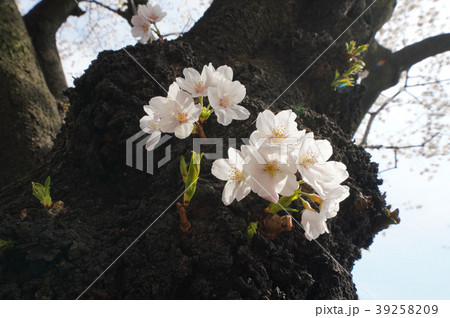 日本の風景　サクラ＝東京都文京区（播磨坂の桜並木） 39258209
