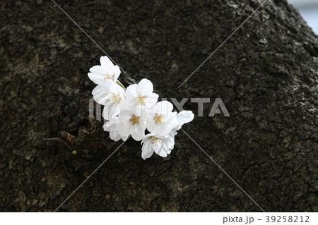 日本の風景 サクラ=東京都文京区(播磨坂の桜並木) 日本の風景 サクラ=東京都文京区(播磨坂の桜並木) 39258212
