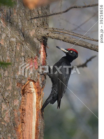 クマゲラ雄 クマゲラ雄 39258656