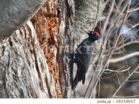 クマゲラ雄 39258657