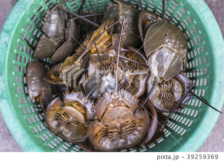 Horseshoe crab in basket. 39259369