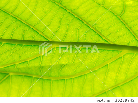 Select focus of green leaf texture macro 39259545