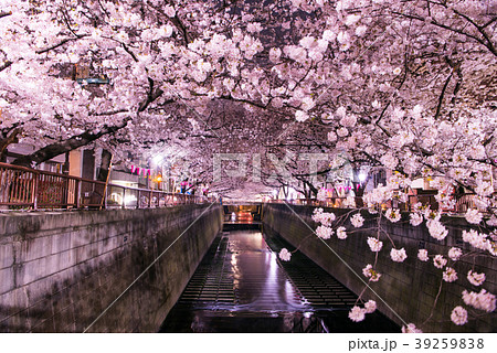 目黒川の夜桜 目黒川の夜桜 39259838