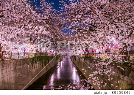 目黒川の夜桜 39259845