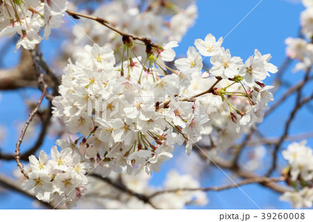 桜と青空 39260008